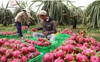 Bình Thuận: Giá thanh long tăng nhẹ trở lại