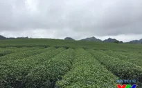 Cảnh đẹp Mộc Châu hớp hồn khách du lịch