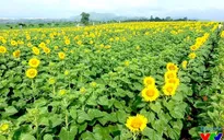 Cánh đồng hoa hướng dương rực rỡ tại Nghệ An