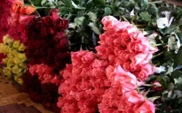 Hoa hồng Đà Lạt tăng giá gấp 5 lần trước Valentine