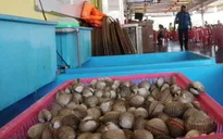 Giá hải sản Mỹ giảm mạnh do sản phẩm nhập khẩu