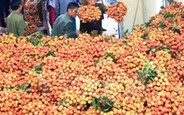 Bắc Giang thu khoảng 4.600 tỷ đồng từ vụ vải thiều năm 2015