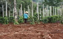 Lâm Đồng: Nhiều hộ dân đổ xô trồng tiêu