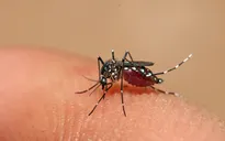 Đồng Tháp: Ý thức phòng bệnh hạn chế, bệnh sốt xuất huyết diễn biến phức tạp