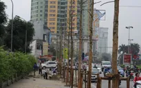 Phản hồi của Thành ủy Hà Nội về việc chặt hạ, thay thế cây xanh ở một số tuyến phố