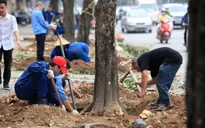 Phó Thủ tướng Hoàng Trung Hải chỉ đạo làm rõ vụ thay thế cây xanh ở Hà Nội