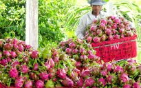 Xuất khẩu trái cây tăng