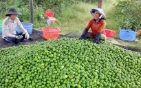 Chanh không hạt chính vụ giảm giá
