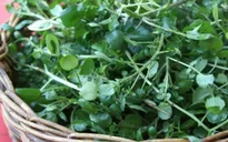 Lợi ích dinh dưỡng bất ngờ của rau cải xoong