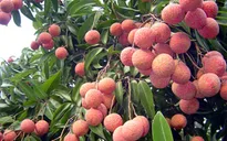 Nông dân trồng vải thay đổi tư duy sản xuất
