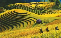 Du khách rộn ràng khám phá Mù Cang Chải
