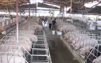 Ngành chăn nuôi trước ngưỡng cửa hội nhập
