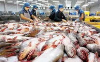 Sản lượng cá tra tăng mạnh