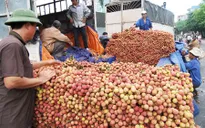 Bắc Giang: Đã tiêu thụ hơn 130.000 tấn vải thiều