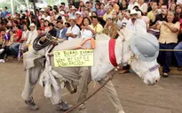 Lễ hội tôn vinh những chú lừa ở Mexico