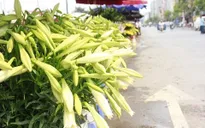 Hoa loa kèn tinh khôi tô điểm phố phường Hà Nội