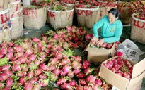 600.000 tấn thanh long đã được xuất khẩu sang Trung Quốc