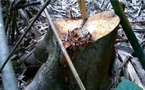 Lâm Đồng: Rừng thông ngang nhiên bị “xẻ thịt”