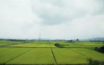 Gạo Fukushima thoát nhiễm phóng xạ sau thảm họa kép