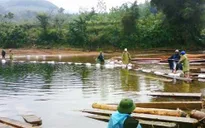 Hà Tĩnh thu giữ 40m3 gỗ lậu kết bè trên sông