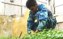 Sức sống đảo chìm
