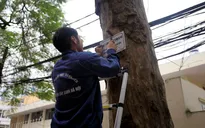 Hà Nội: Treo biển lấy ý kiến người dân về thay thế cây xanh