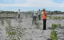 Ninh Thuận trồng rừng phòng hộ ven biển chống sa mạc hóa