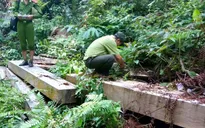 Bắt tạm giam 5 đối tượng liên quan đến vụ phá rừng Bà Nà-Núi Chúa