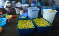 Bình Thuận: Bắt quả tang cơ sở sản xuất măng ngâm hóa chất công nghiệp