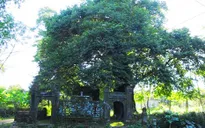 Ancient tree in Hue to gain historical heritage recognition