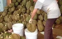 Đồng Nai: Thương lái ồ ạt mua sầu riêng non