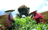 Lâm Đồng: Nhiều hộ trồng chè ô long nhổ bỏ cây