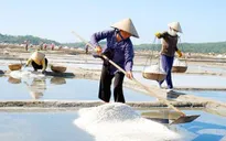 Quảng Ngãi tiếp tục vận động “giải cứu” muối Sa huỳnh