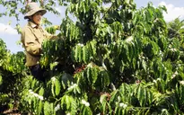 Nông dân gặp khó vì cà phê ra hoa sớm