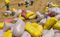 Giá lúa tại Trà Vinh tăng sau khi mua tạm trữ