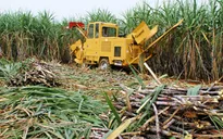 Ngành mía đường: Giải pháp nào nâng cao năng lực cạnh tranh?