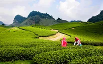 Kế hoạch dài hạn phát triển ngành du lịch Mộc Châu