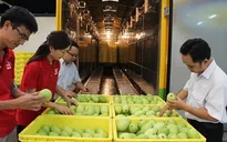 Xoài Cát Chu đã có mặt trên đất Nhật