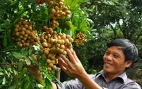 Nhãn Hưng Yên khó “chớp” được cơ hội sang thị trường Mỹ