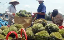 Sầu riêng tại Tiền Giang rớt giá mạnh