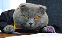 Chú mèo trở thành... Giám đốc truyền thông