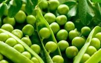 9 thực phẩm phản tác dụng nếu ăn quá nhiều