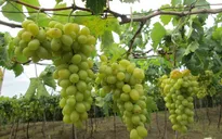 Khan hiếm nho Ninh Thuận