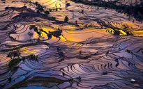 Ruộng bậc thang mùa nước đổ ở Trung Quốc đẹp như tranh