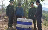 Quảng Trị: Bắt gần 1 tấn gà thịt nhập lậu