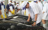 100% cá ngừ Việt Nam nhập khẩu vào Mỹ bị kiểm tra