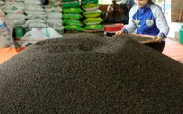 Năm 2015, hồ tiêu xuất khẩu ước đạt 1.24 tỷ USD