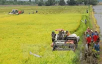 Tây Nguyên đạt sản lượng lương thực cao
