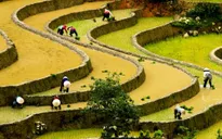 Mù Cang Chải đẹp "mê hồn" trong mùa đổ nước