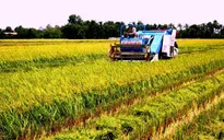 Các tỉnh ĐBSCL kiến nghị được thu mua, tạm trữ sớm vụ Đông Xuân